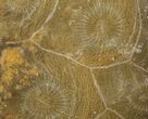 Polished Fossil Coral (Actinocyathus) - Morocco #100572-1